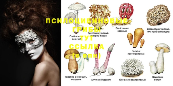 ПСИЛОЦИБИНОВЫЕ ГРИБЫ Гусев